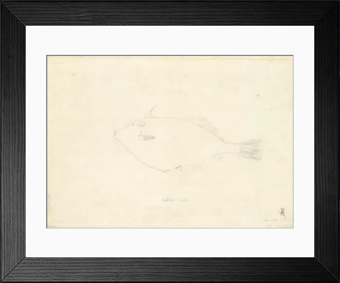Framed Print : Parika scaber, leatherjacket Framed Print : Parika scaber, leatherjacket