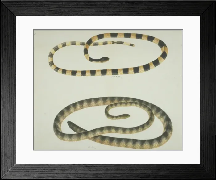 Framed Print : Bungarus fasciatus, banded krait (top) Framed Print : Bungarus fasciatus, banded krait (top)