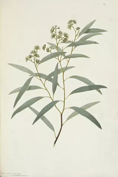 Eucalyptus crebra, narrow leaved ironbark tree