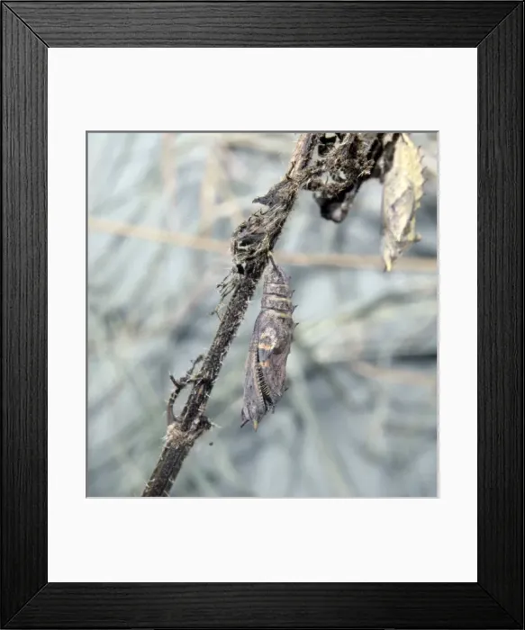 Framed Print : Inachis io, peacock butterfly, emerging from its pupa Framed Print : Inachis io, peacock butterfly, emerging from its pupa