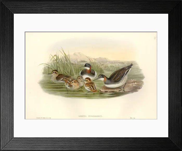 Framed Print : Phalaropus lobatus, red-necked phalarope Framed Print : Phalaropus lobatus, red-necked phalarope