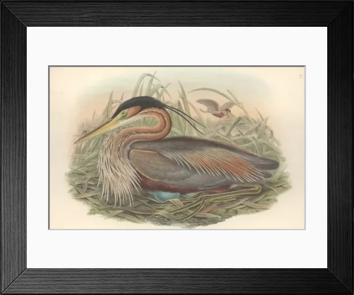 Framed Print : Ardea purpurea, purple heron Framed Print : Ardea purpurea, purple heron