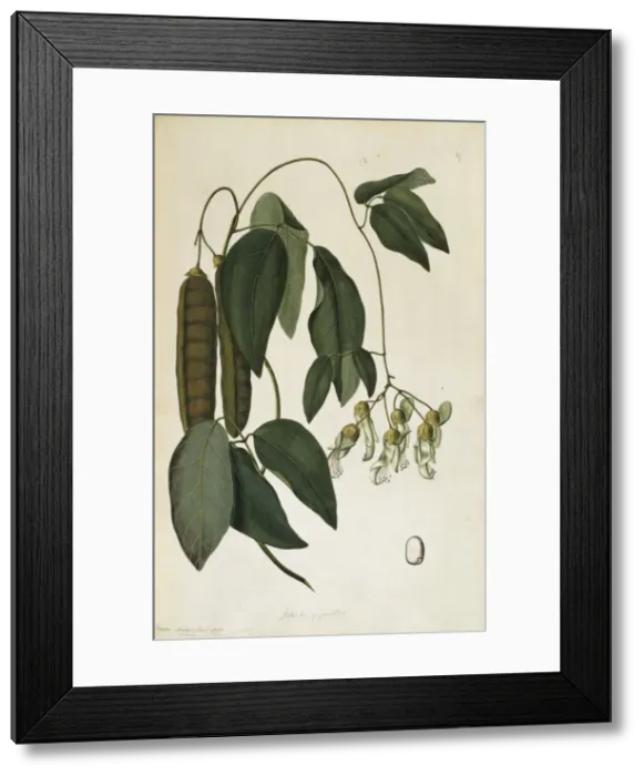 Framed Print : Mucuna gigantea, sea bean Framed Print : Mucuna gigantea, sea bean