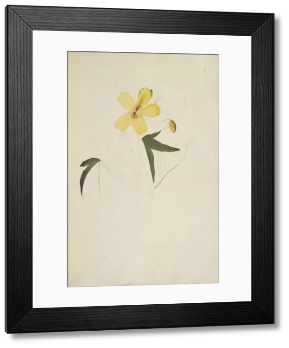 Framed Print : Cochlospermum gillivraei, kapok tree Framed Print : Cochlospermum gillivraei, kapok tree