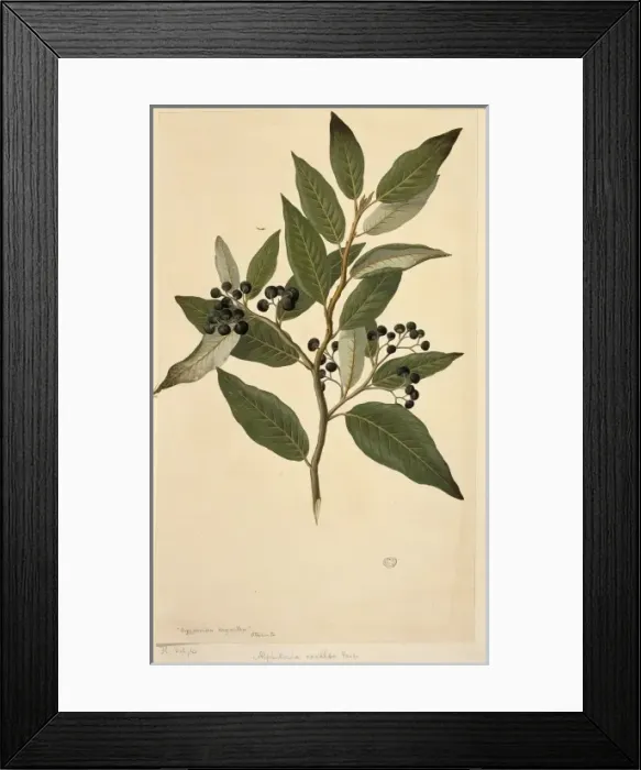 Framed Print : Alphitonia zizyphoides, toi Framed Print : Alphitonia zizyphoides, toi