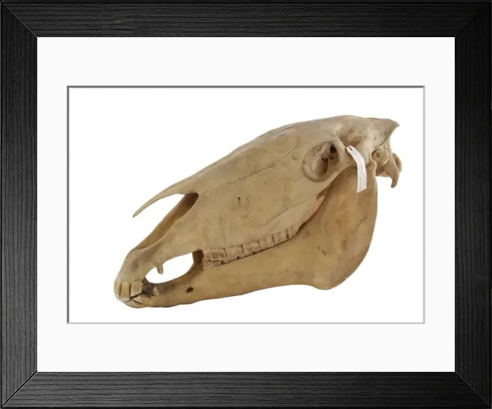 Framed Print : Equus caballus, horse Framed Print : Equus caballus, horse