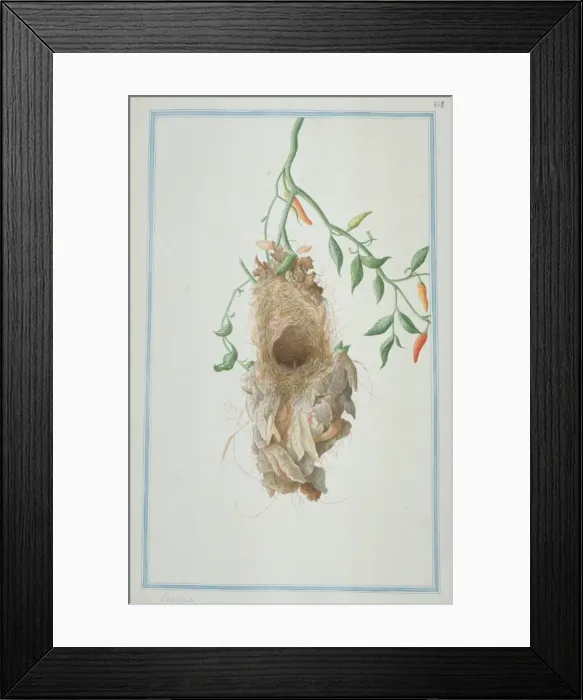 Framed Print : Unidientified sunbird nest Framed Print : Unidientified sunbird nest