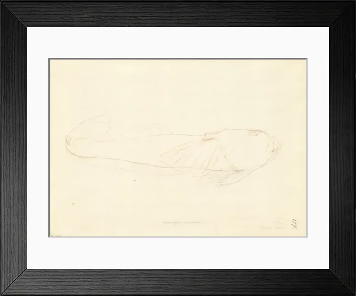 Framed Print : Genyagnus monopterygius, spotted stargazer Framed Print : Genyagnus monopterygius, spotted stargazer