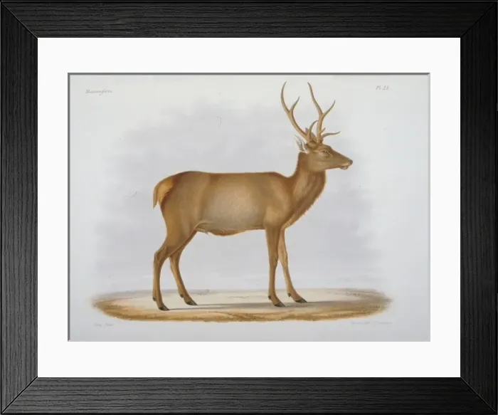 Framed Print : Cervus xanthopygus, deer Framed Print : Cervus xanthopygus, deer