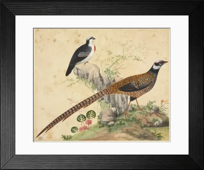 Framed Print : Gallicolumba luzonica, Luzon bleeding-heart and another unid Framed Print : Gallicolumba luzonica, Luzon bleeding-heart and another unid