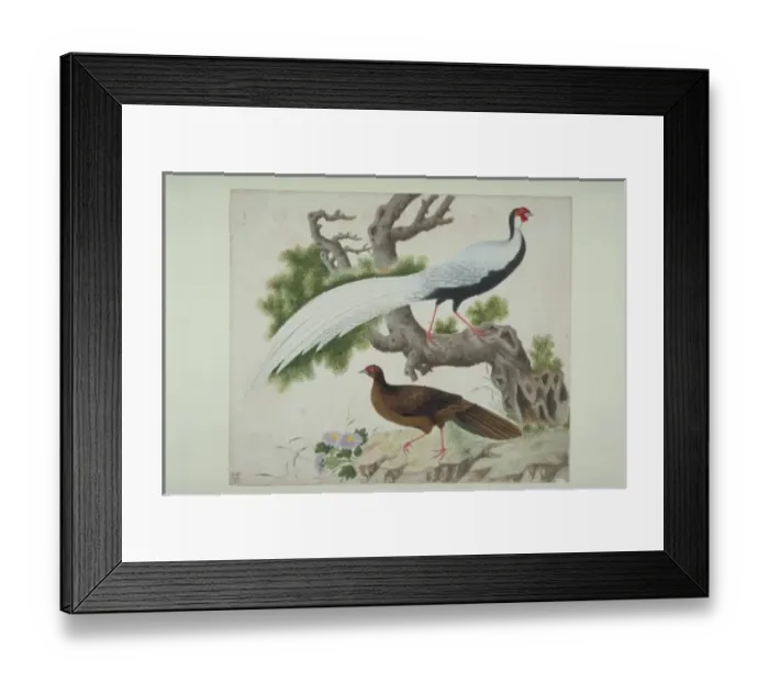 Framed Print : Lophura nycthemera, silver pheasant Framed Print : Lophura nycthemera, silver pheasant