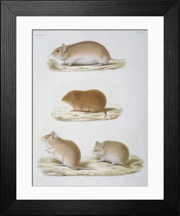 Framed Print : Cricetinae (subfamily), dwarf hamster Framed Print : Cricetinae (subfamily), dwarf hamster