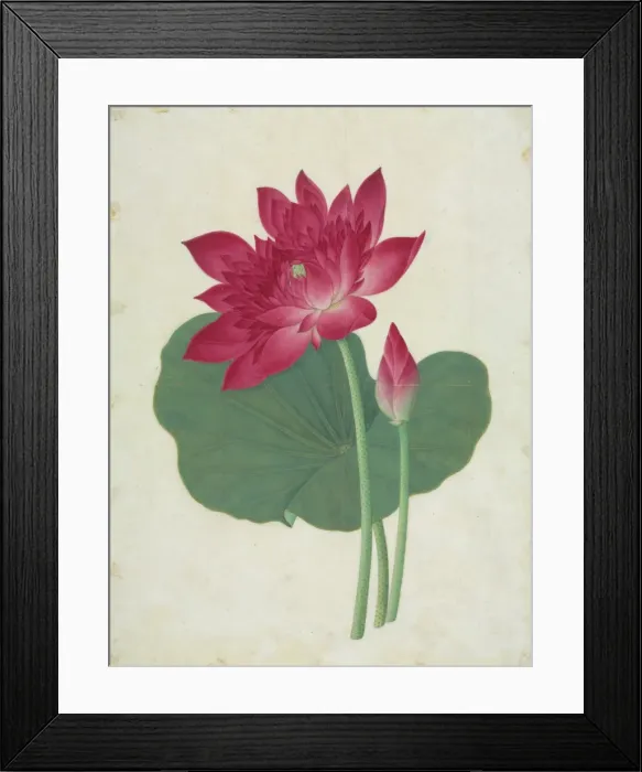 Framed Print : Nelumbo nucifera, sacred lotus Framed Print : Nelumbo nucifera, sacred lotus