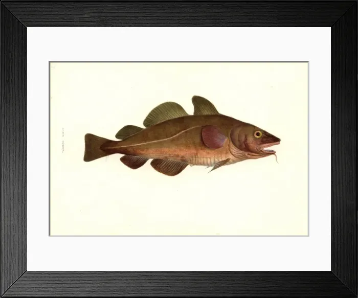 Framed Print : Gadus morhua, cod Framed Print : Gadus morhua, cod