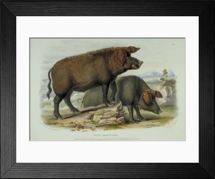 Framed Print : Sus scrofa, wild boar Framed Print : Sus scrofa, wild boar