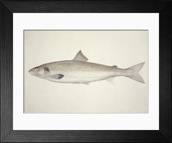 Framed Print : Salmo salar, Atlantic salmon Framed Print : Salmo salar, Atlantic salmon
