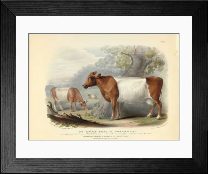 Framed Print : Bos taurus, cattle Framed Print : Bos taurus, cattle
