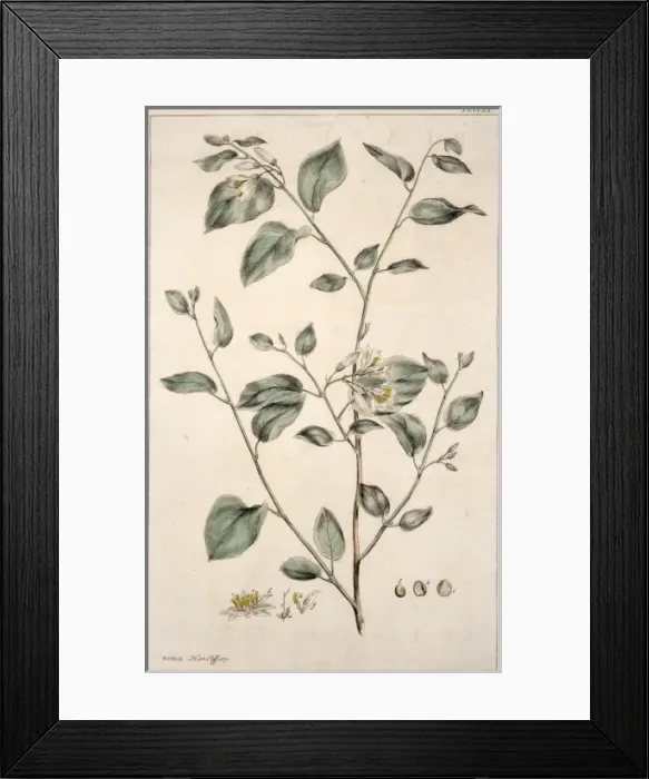 Framed Print : Styrax benzoin, gum benjamin Framed Print : Styrax benzoin, gum benjamin