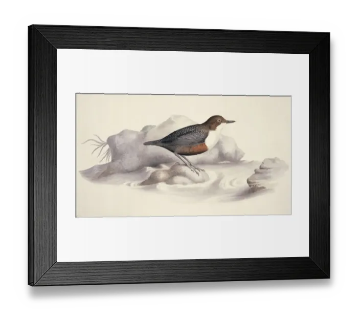 Framed Print : Cinclus cinclus, white-throated dipper Framed Print : Cinclus cinclus, white-throated dipper