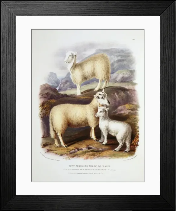 Framed Print : Ovis aries, sheep Framed Print : Ovis aries, sheep