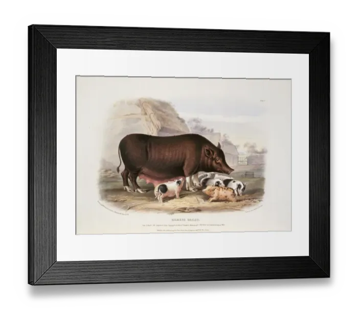 Framed Print : Sus sp. hog, Siamese breed Framed Print : Sus sp. hog, Siamese breed