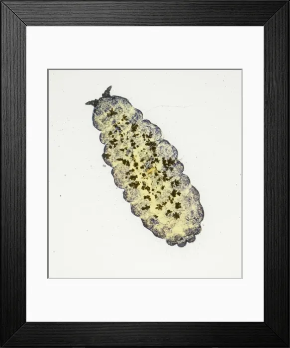 Framed Print : Neanura ?muscorum, plant mould