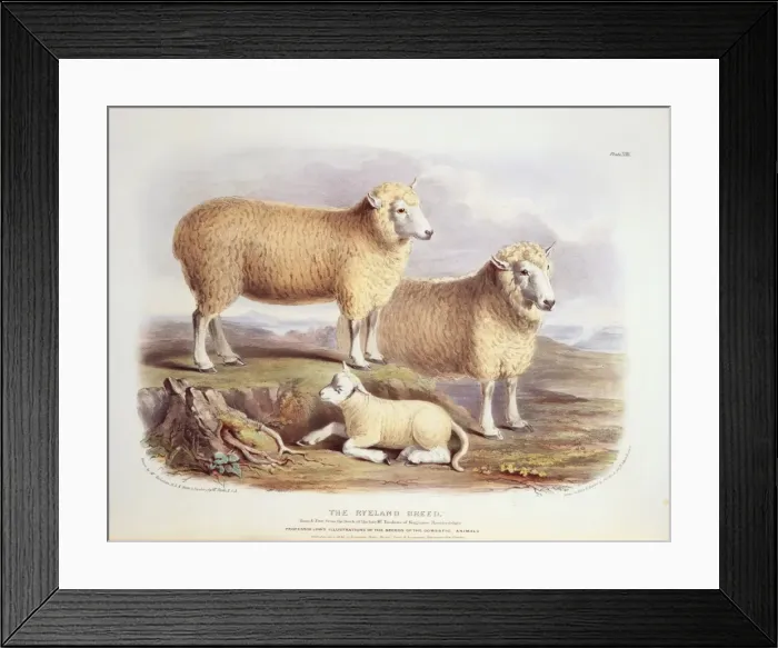 Framed Print : Ovis aries, sheep Framed Print : Ovis aries, sheep