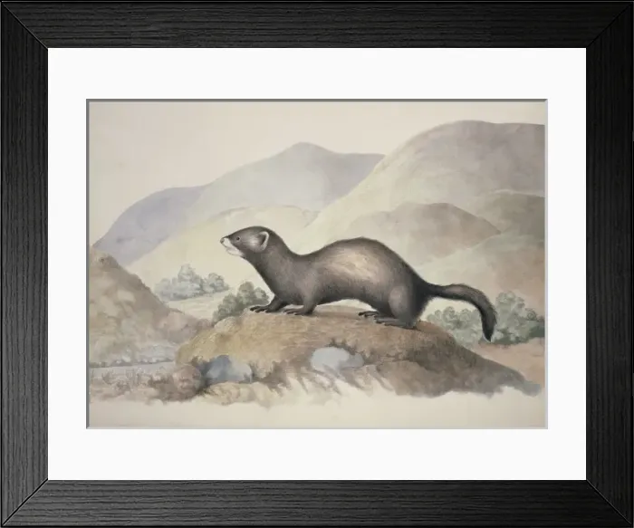 Framed Print : Mustela putorius, European polecat Framed Print : Mustela putorius, European polecat