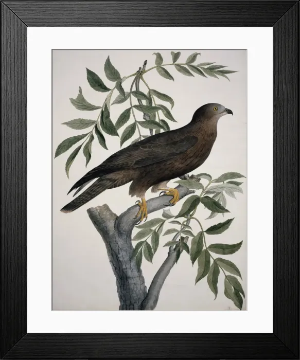 Framed Print : Pernis apivorus, European honey buzzard Framed Print : Pernis apivorus, European honey buzzard