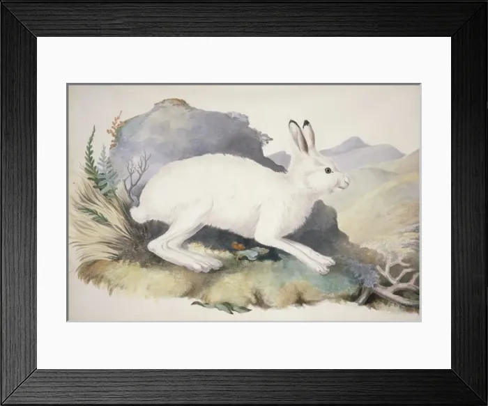 Framed Print : Lepus timidus, Arctic hare Framed Print : Lepus timidus, Arctic hare