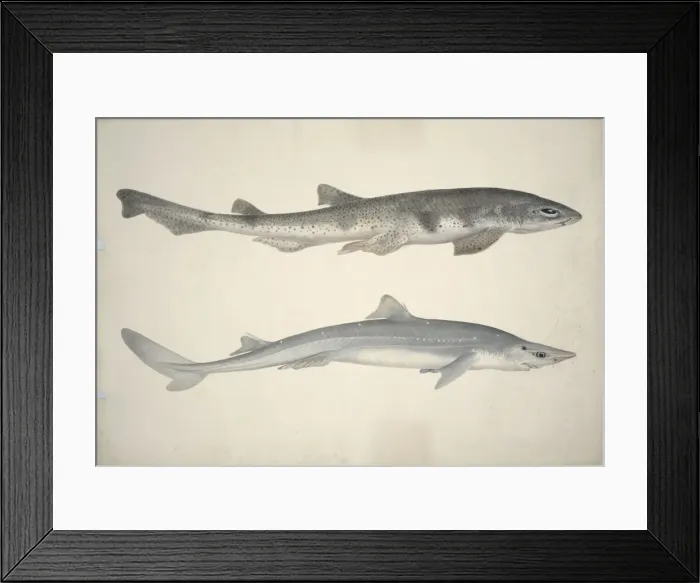 Framed Print : Scyliorhinus stellaris, huss, Squalus acanthias, spiny dogfi Framed Print : Scyliorhinus stellaris, huss, Squalus acanthias, spiny dogfi