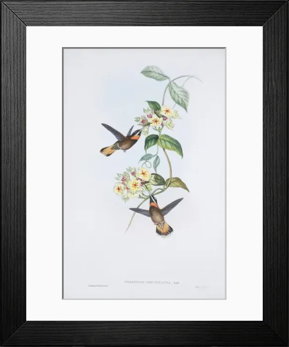 Framed Print : Threnetes niger cervinicauda, pale-tailed barbthroat Framed Print : Threnetes niger cervinicauda, pale-tailed barbthroat