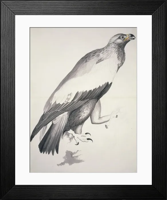 Framed Print : Aquila chrysaetos, golden eagle Framed Print : Aquila chrysaetos, golden eagle