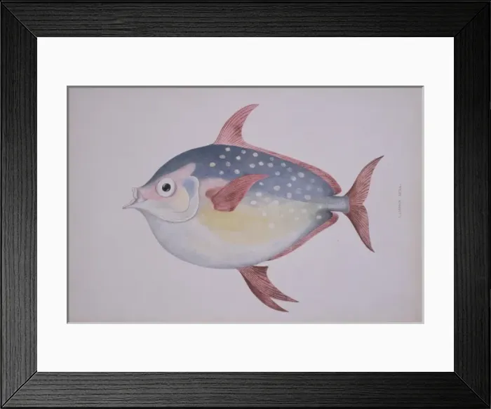 Framed Print : Lampris guttatus, opah Framed Print : Lampris guttatus, opah