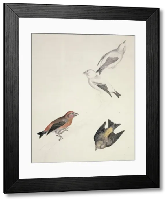 Framed Print : Loxia curvirostra, red crossbill, Loxia scotica, Scottish cr Framed Print : Loxia curvirostra, red crossbill, Loxia scotica, Scottish cr