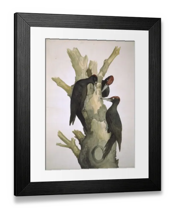 Framed Print : Dryocopus martius, black woodpecker Framed Print : Dryocopus martius, black woodpecker