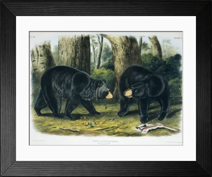 Framed Print : Ursus americanus, American black bear Framed Print : Ursus americanus, American black bear