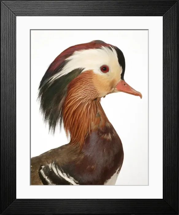 Framed Print : Aix galericulata, mandarin duck Framed Print : Aix galericulata, mandarin duck