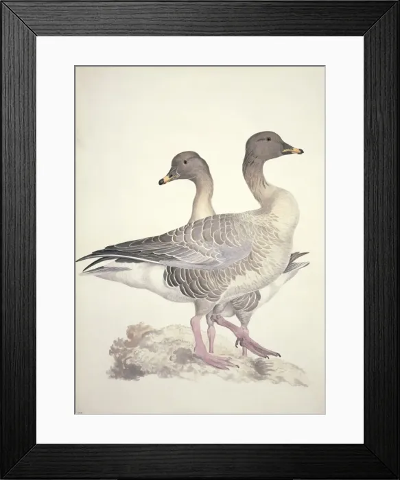 Framed Print : Anser fabalis, bean goose Framed Print : Anser fabalis, bean goose