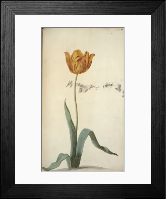 Framed Print : Tulipa sp. tulip Framed Print : Tulipa sp. tulip
