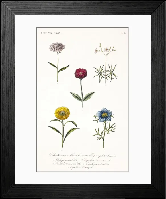 Framed Print : Annual and biannual plants Framed Print : Annual and biannual plants