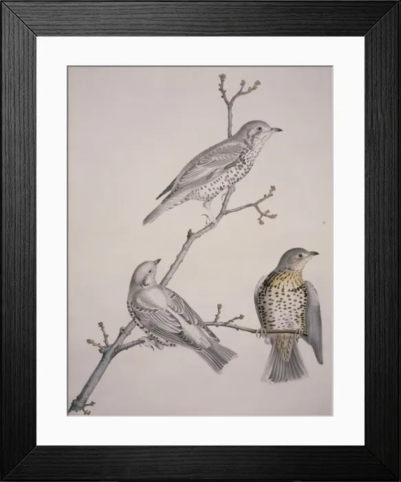 Framed Print : Turdus philomelos, song thrush Framed Print : Turdus philomelos, song thrush