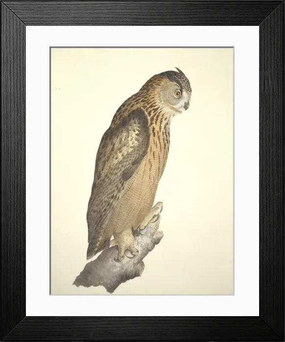 Framed Print : Bubo bubo, Eurasian eagle-owl Framed Print : Bubo bubo, Eurasian eagle-owl