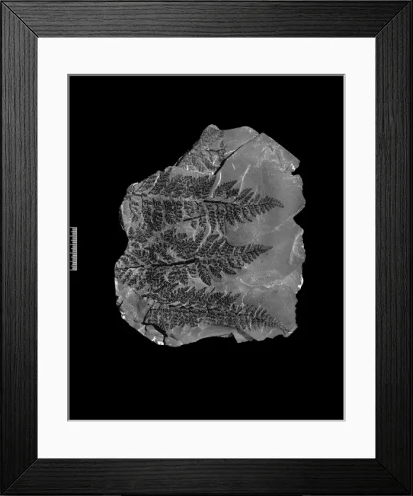 Framed Print : Fossil fern Framed Print : Fossil fern