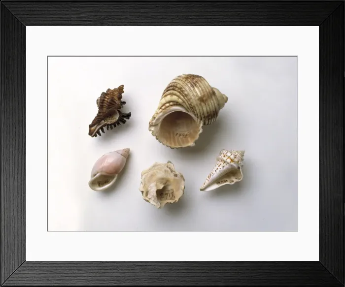 Framed Print : Sir Hans Sloanes collection of shells Framed Print : Sir Hans Sloanes collection of shells