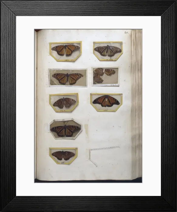 Framed Print : Danaidae sp. milkweed butterflies in mounts Framed Print : Danaidae sp. milkweed butterflies in mounts