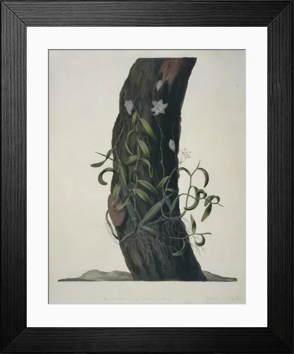 Framed Print : Denrobium crumenatum, orchid Framed Print : Denrobium crumenatum, orchid