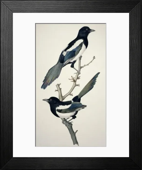 Framed Print : Pica pica, common magpie Framed Print : Pica pica, common magpie