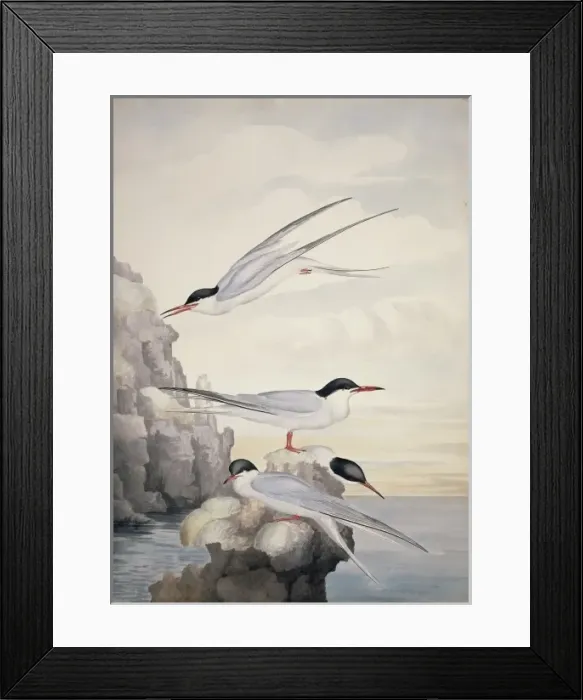Framed Print : Sterna hirundo, common tern Framed Print : Sterna hirundo, common tern