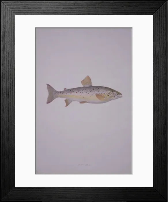 Framed Print : Salmo trutta, brown trout Framed Print : Salmo trutta, brown trout